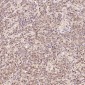 Anti-CDK2 Rabbit Monoclonal Antibody
